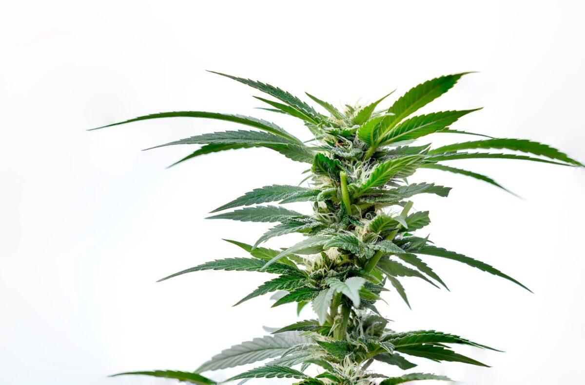 Rare and Powerful Cannabis Seeds