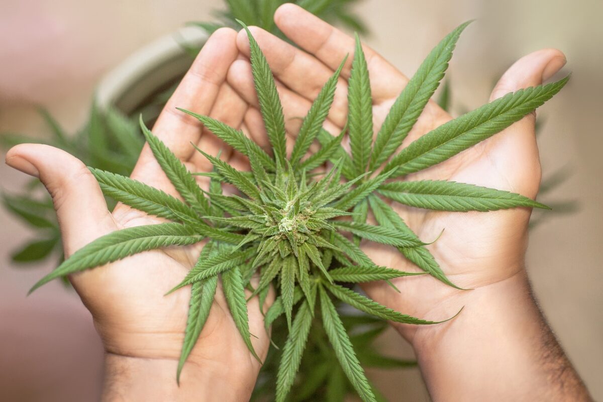 Marijuana Seeds